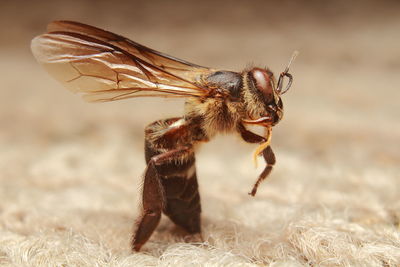 Close-up of bee
