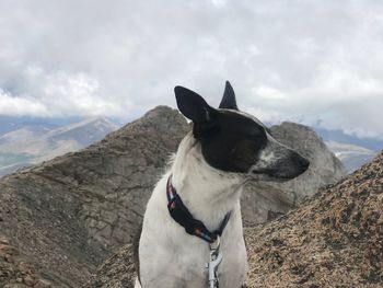 Dog looking away on mountain against cloudy sky