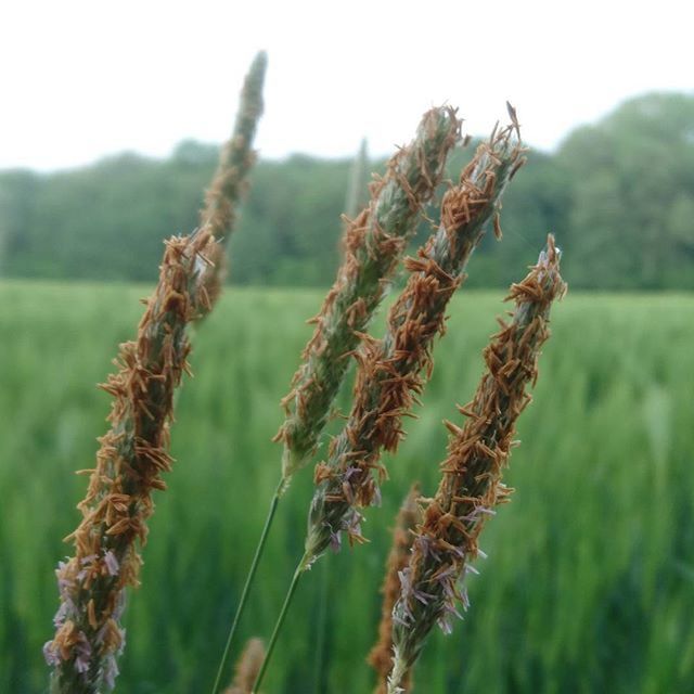 CLOSE-UP OF PLANTS ON FIELD