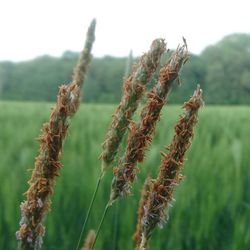 Close-up of plants growing on field