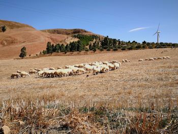 Hay bales on field against sky