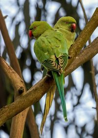 Close-up of bird perching on branch