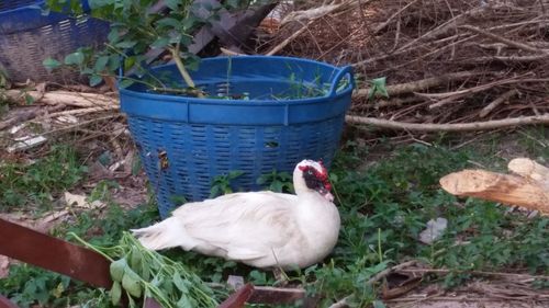 Bird on plants