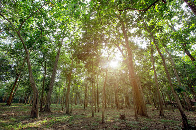 Trees in forest