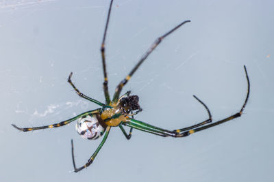 Close-up of spider on web