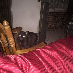 Cat relaxing on sofa