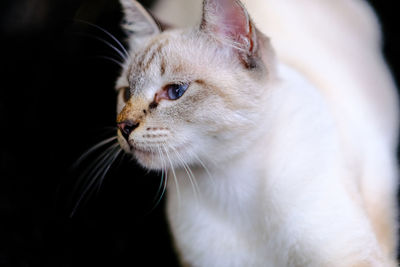 Close-up of cat looking away