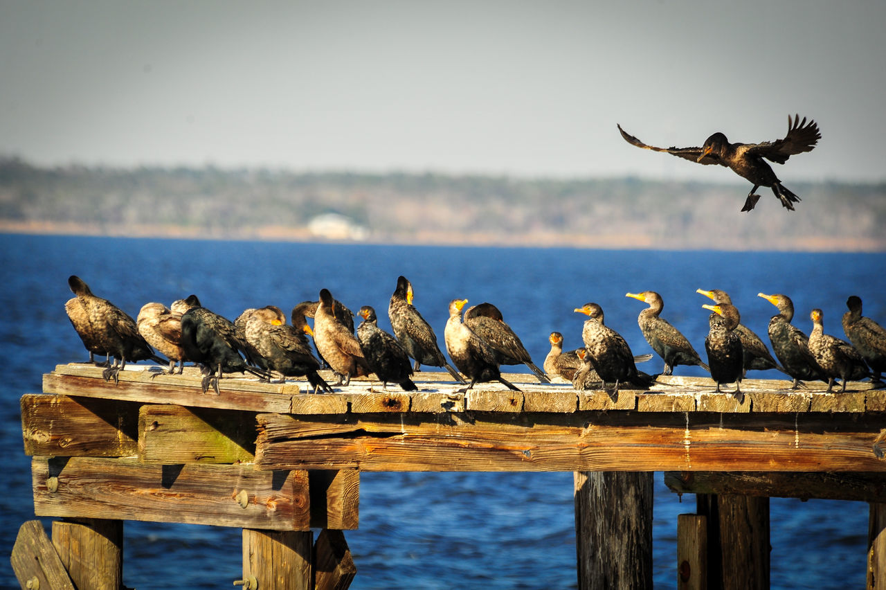 Lake, Dock, birds, sunny day, bird in flight