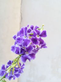 Close-up of purple flowers blooming outdoors