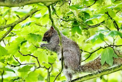 Close-up of squirrel on branch