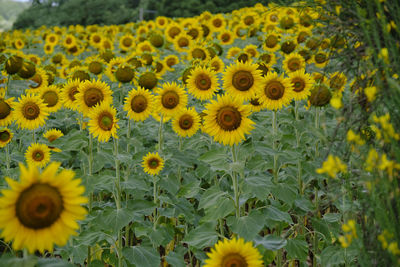 Close-up of yellow flowering plants on field