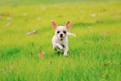 Portrait of dog running on grass