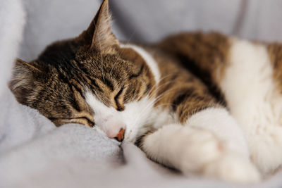 Close-up of cat sleeping