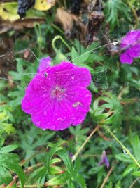 Close-up of water drops on pink flower