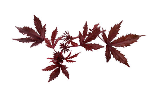 Close-up of maple leaves against white background