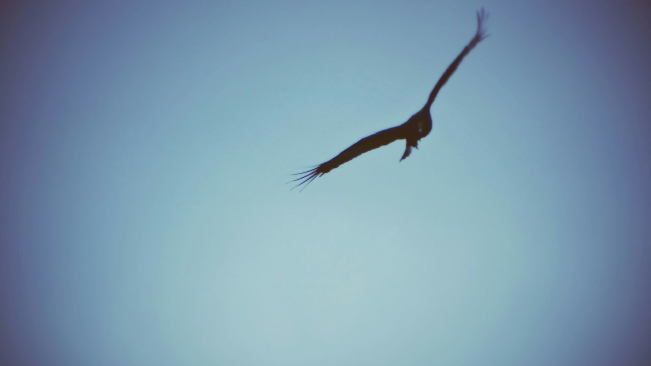 animal themes, flying, bird, one animal, animals in the wild, spread wings, wildlife, mid-air, low angle view, clear sky, copy space, blue, full length, silhouette, motion, nature, freedom, zoology, outdoors, beauty in nature