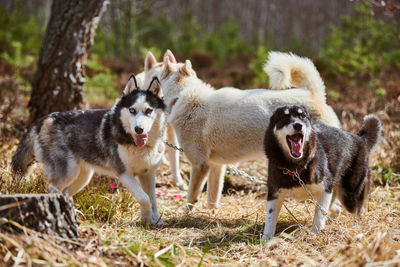 Dogs running on field