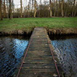 Walkway amidst trees in forest