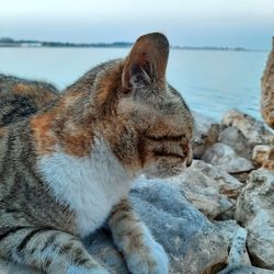 Cat relaxing on rock by sea