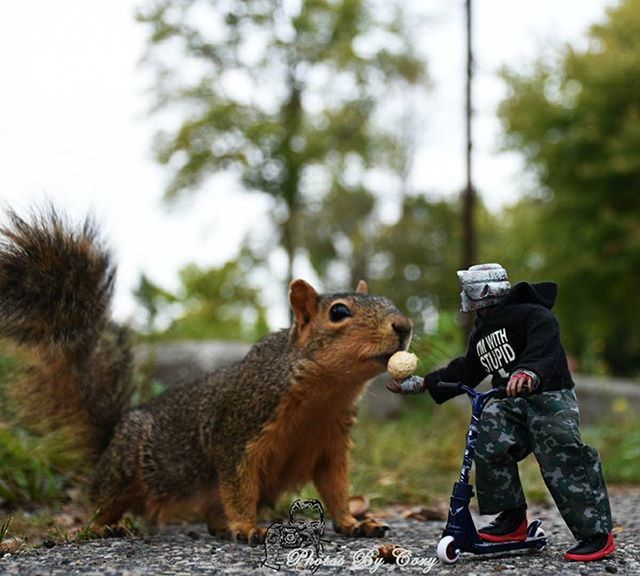 animal themes, one animal, mammal, focus on foreground, animals in the wild, wildlife, domestic animals, full length, standing, squirrel, sitting, side view, day, looking away, lifestyles, rear view, leisure activity, tree