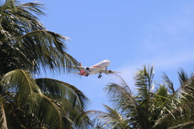 Low angle view of bird perching on tree against sky