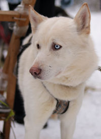 Close-up of dog looking away