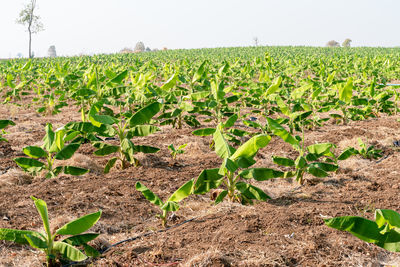 Plants growing on field