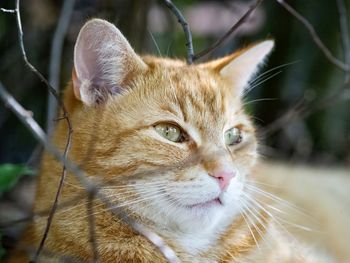 Close-up of a cat looking away