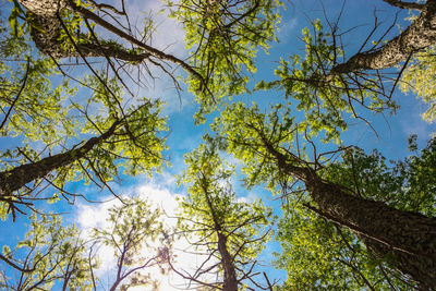 Low angle view of trees against sky