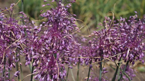 Close-up of purple flowering plants