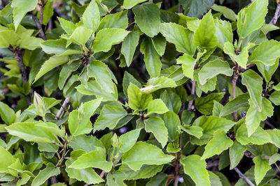 Full frame shot of green leaves