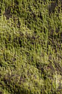 Full frame shot of seaweed in the ocean