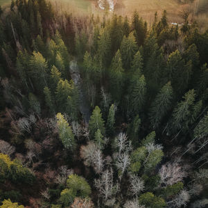 High angle view of pine trees in forest