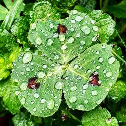 Close-up of wet leaf