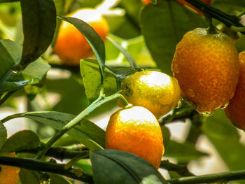 Close-up of orange fruit on tree