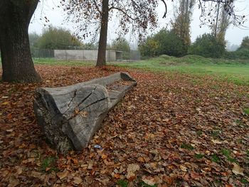 Fallen leaves on field