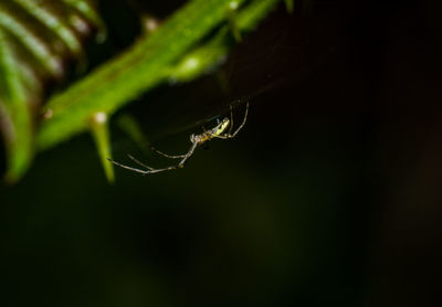 Close-up of spider on web