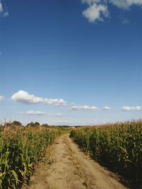 Footpath amidst crops against sky