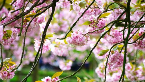 Close-up of pink flowers