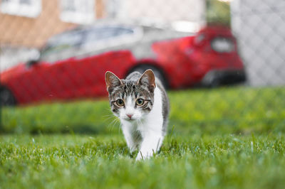 Portrait of cat