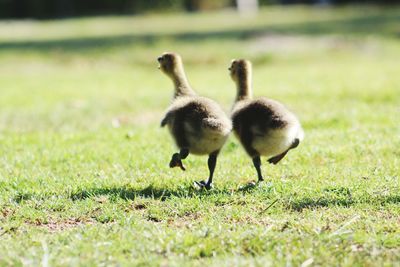 Animals on grassy field