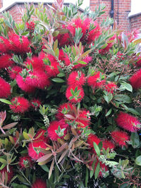 Close-up of red flowering plants