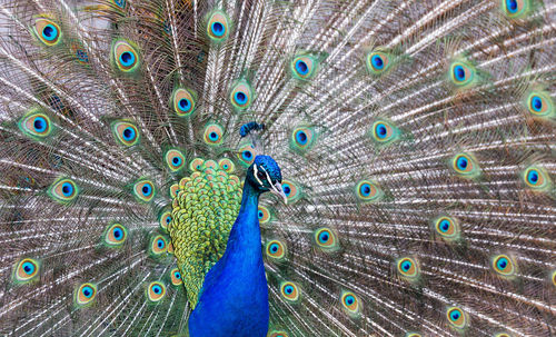 Close-up of peacock feathers