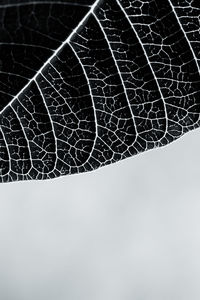 Close-up of spider web against sky