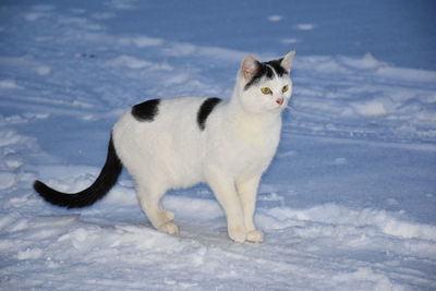 animal