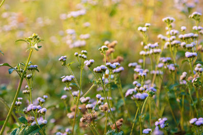 Close-up of insect on purple flowering plant