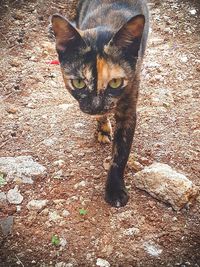 domestic cat