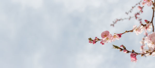 Close-up of pink cherry blossom against sky