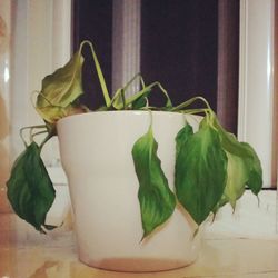 Close-up of potted plant on table at home