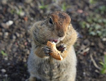 Close-up of squirrel eating food on field